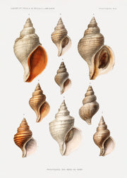 Vintage Seashells Print