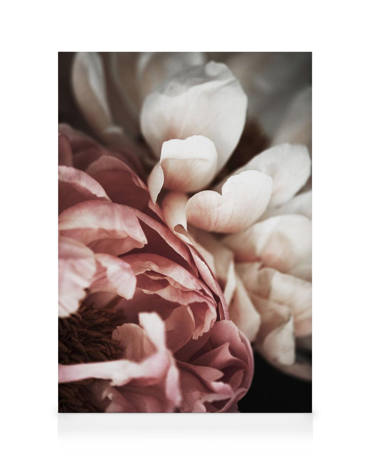 Pink and White Peony Canvas print