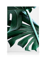 Big Monstera No.2 Canvas print