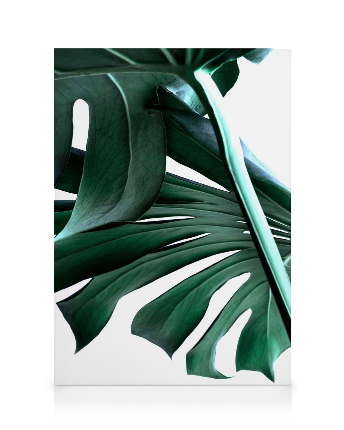 Big Monstera No.2 Canvas print