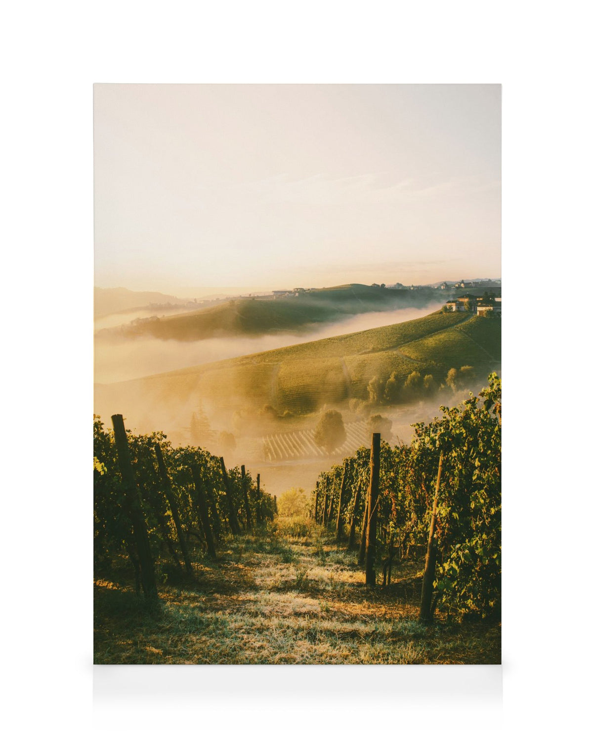 Langhe Vineyard Canvas print