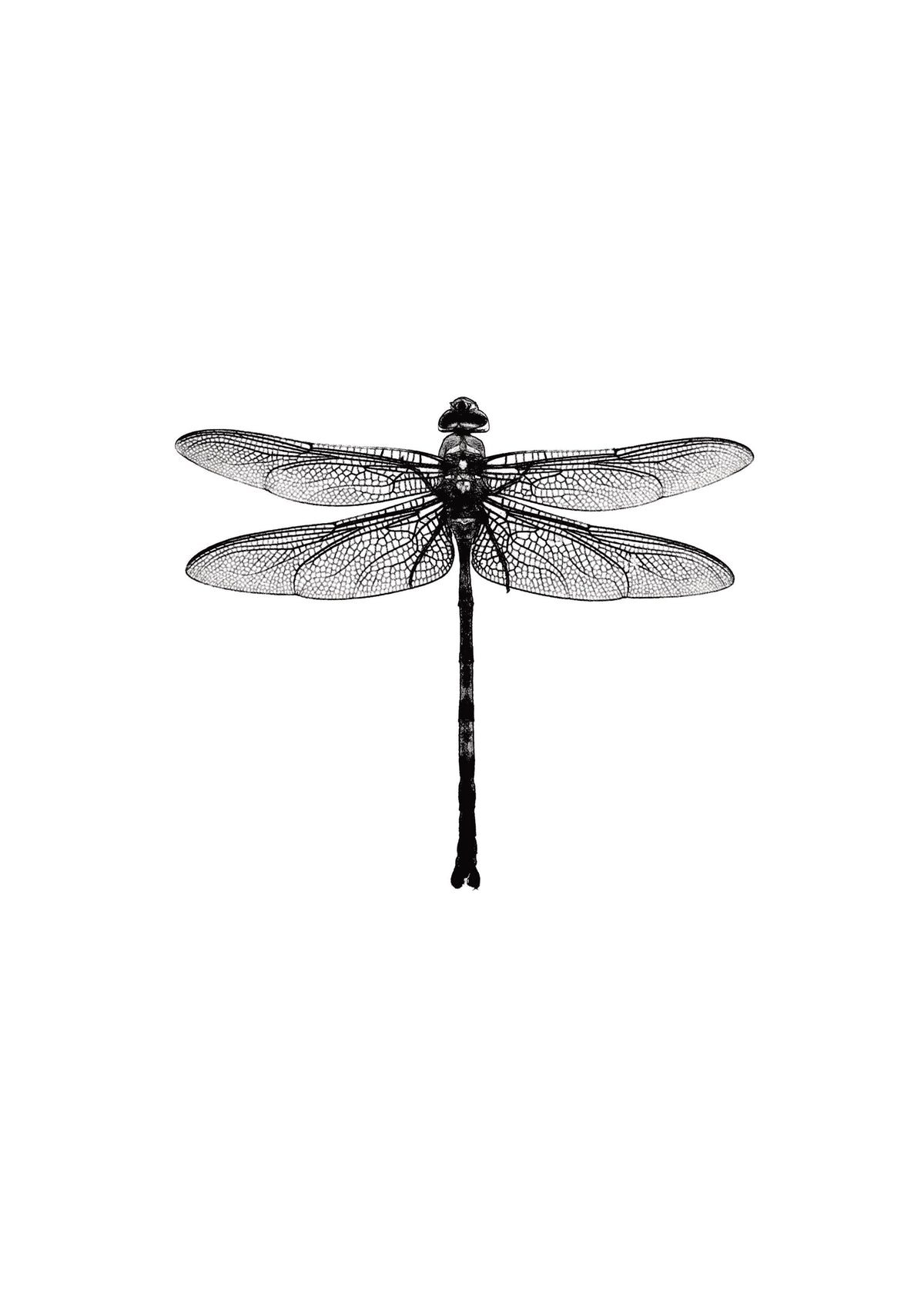 Dragonfly Black And White, Print