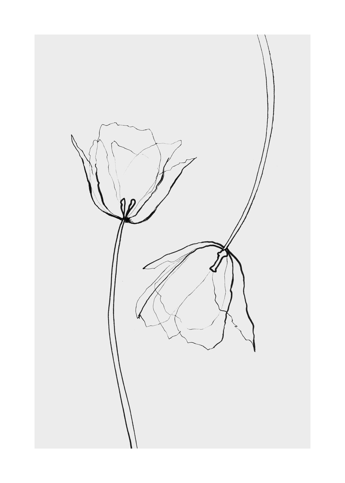 Line Tulips Print