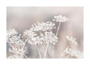 Frozen Botanical Print