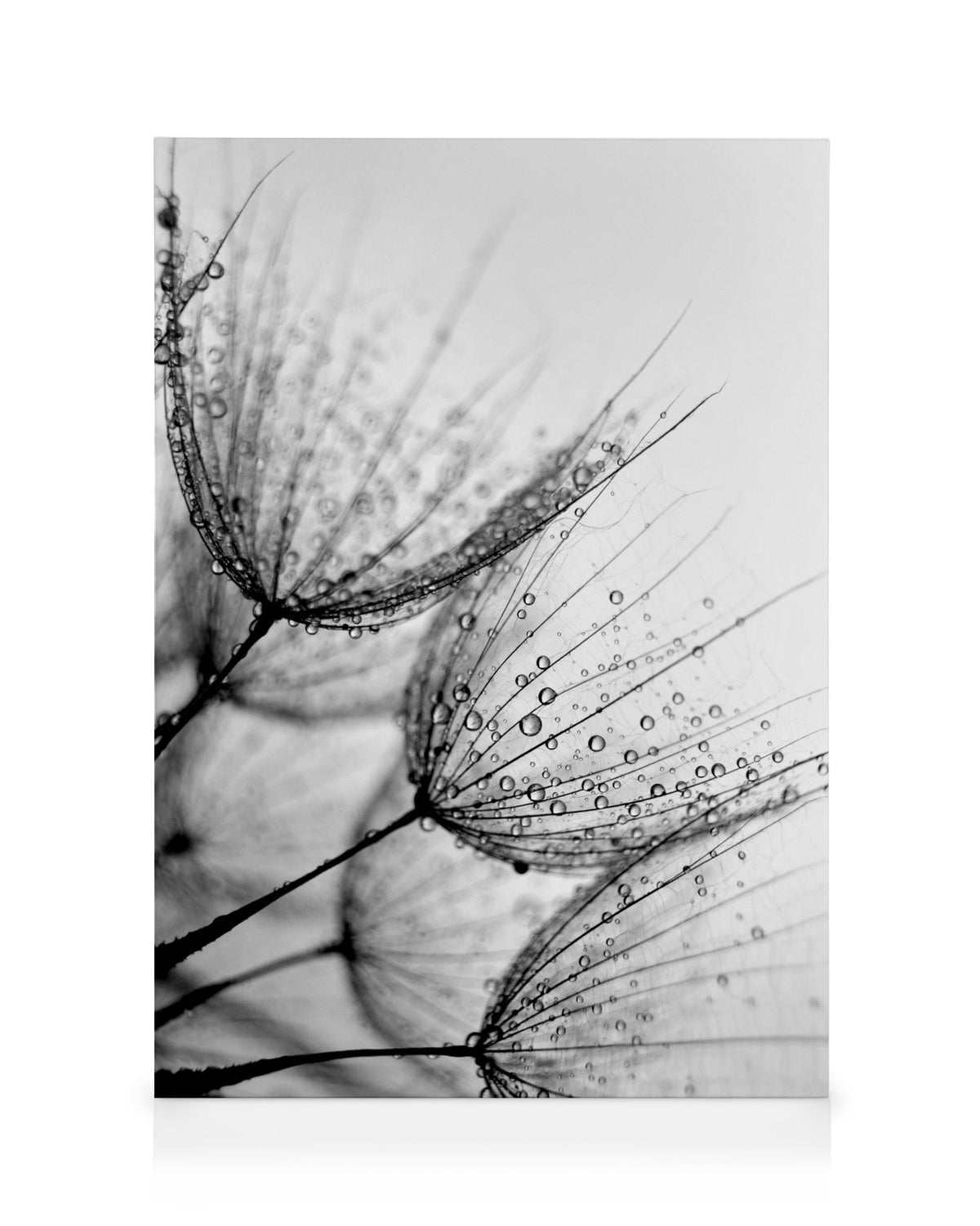 Dandelion Drops Canvas print