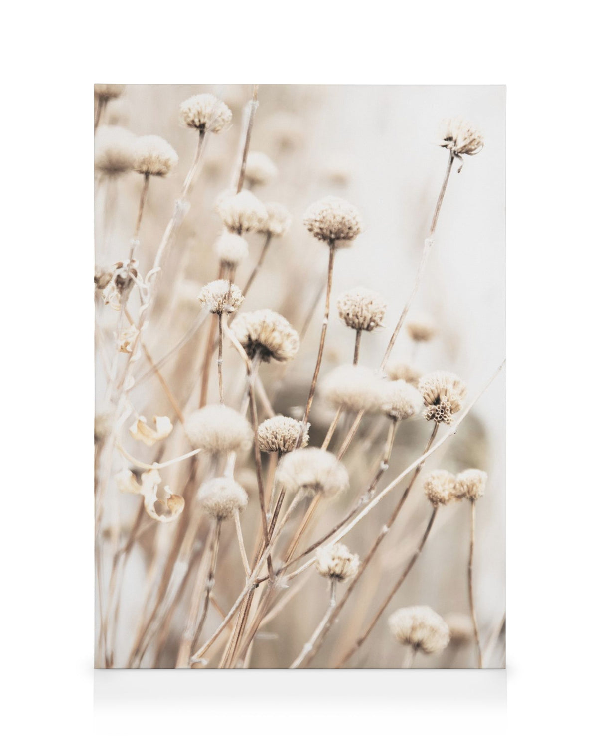 Delicate Dry Flowers Canvas print