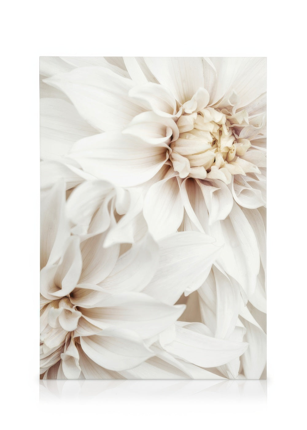 White Dahlias Canvas print