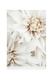 White Dahlias Canvas print