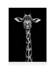 Giraffe on Black Canvas print