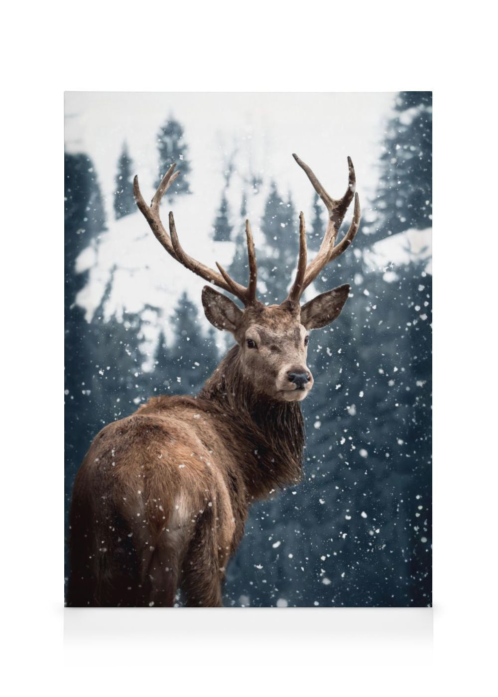 Red Deer in Snow Canvas print