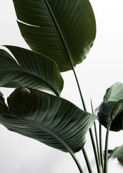 Strelitzia One Print