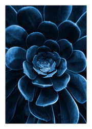 Blue Succulent Print