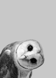 Owl Peekaboo Print