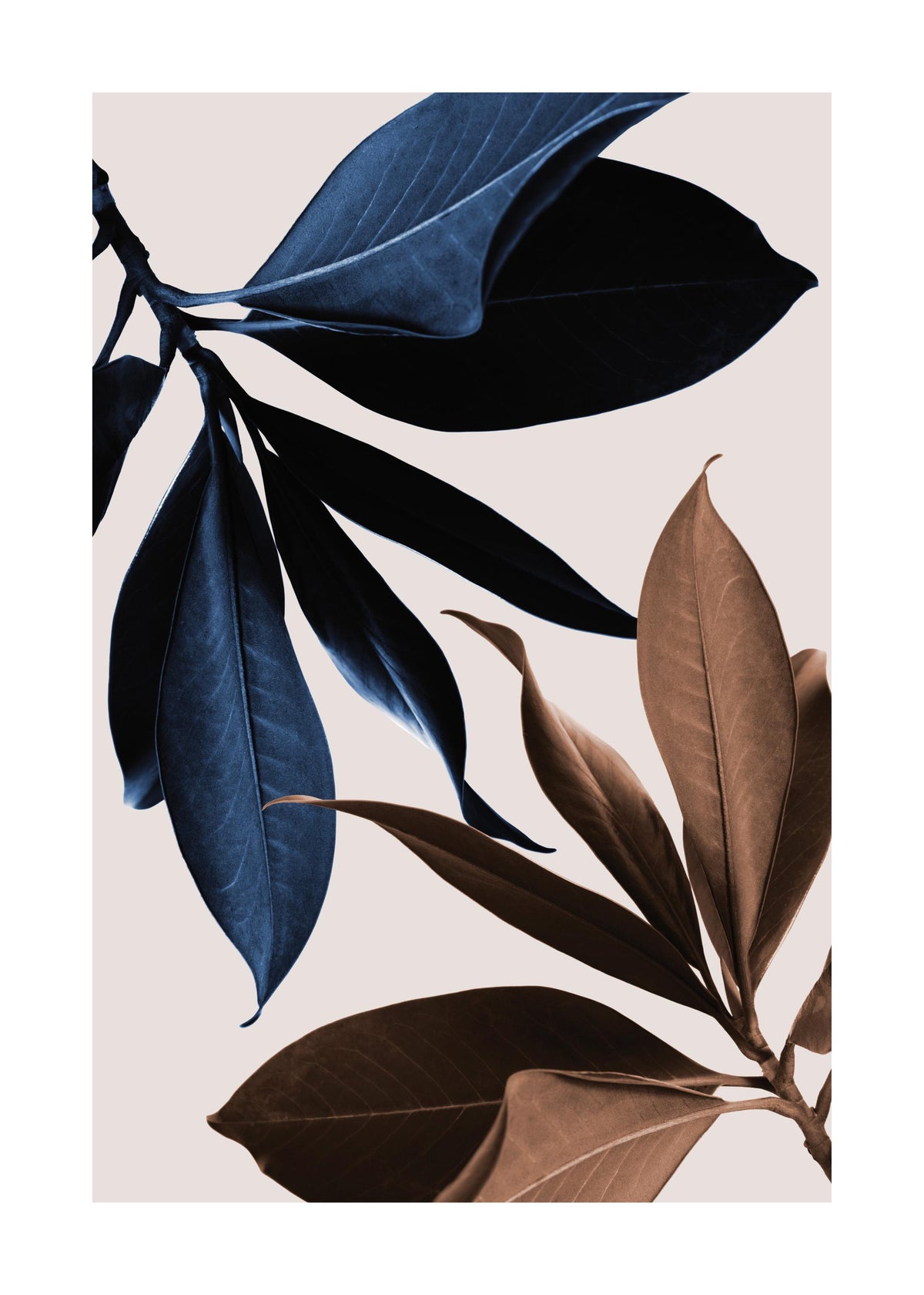 Blue Magnolia No1 Print
