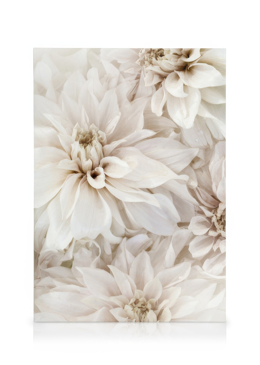 White Blossom No2 Canvas print