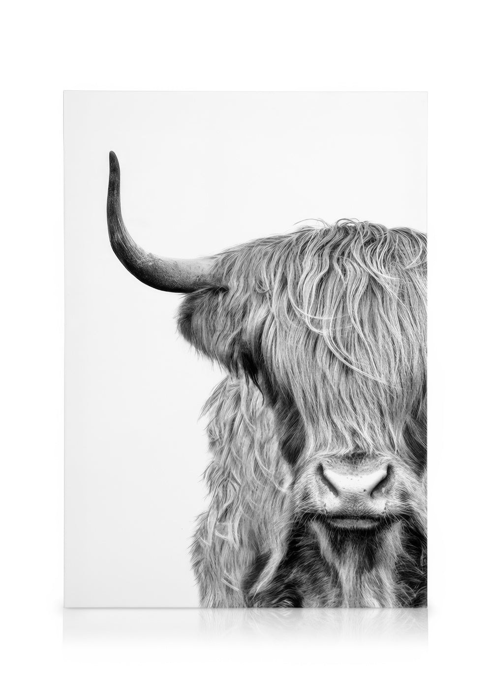 Highland Cow Close Up Canvas print