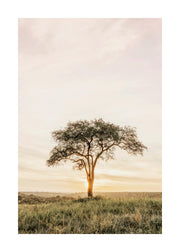 Acacia Tree Print