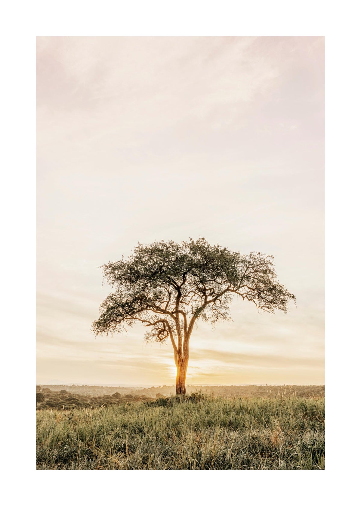 Acacia Tree Print