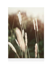 Evening Summer Field Canvas print