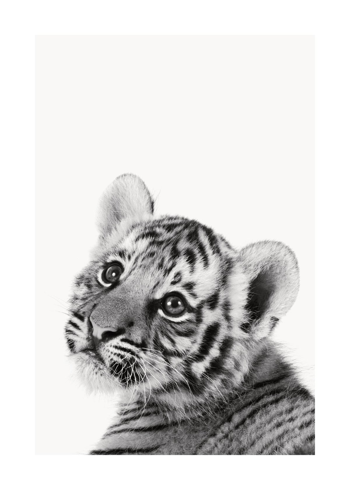 Baby Tiger Print