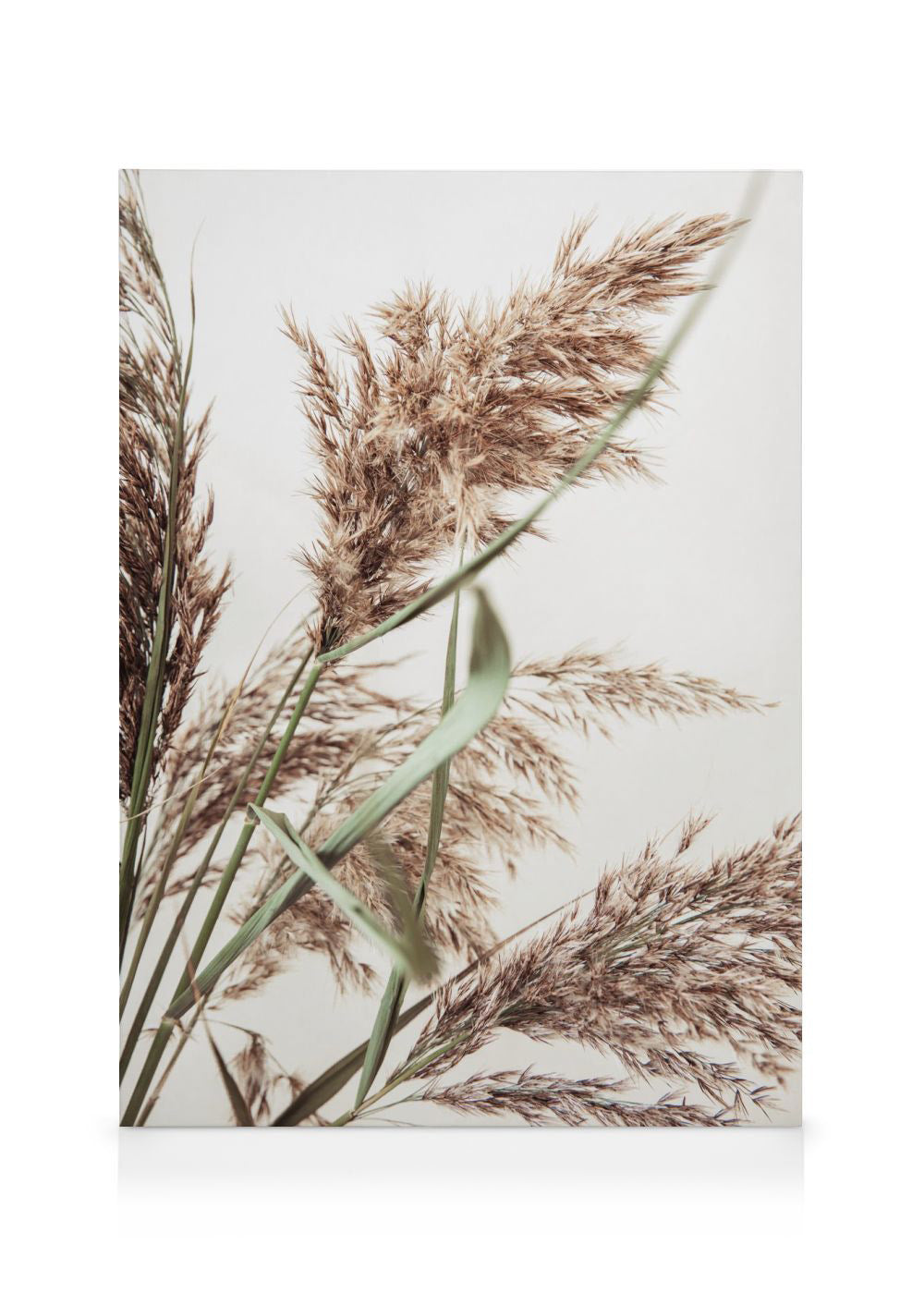 Rustic Reed Canvas print
