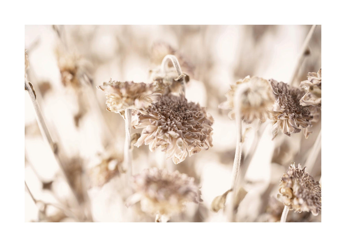 Dried Daisies Print