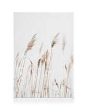 Sunny Reeds No1 Canvas print