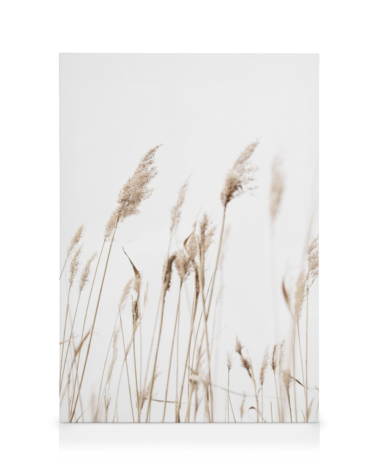 Sunny Reeds No1 Canvas print