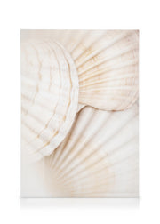Close Up Shells Canvas print