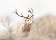 Majestic Reindeer Print