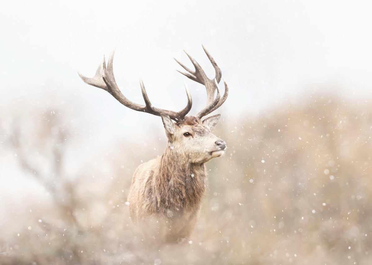 Majestic Reindeer Print
