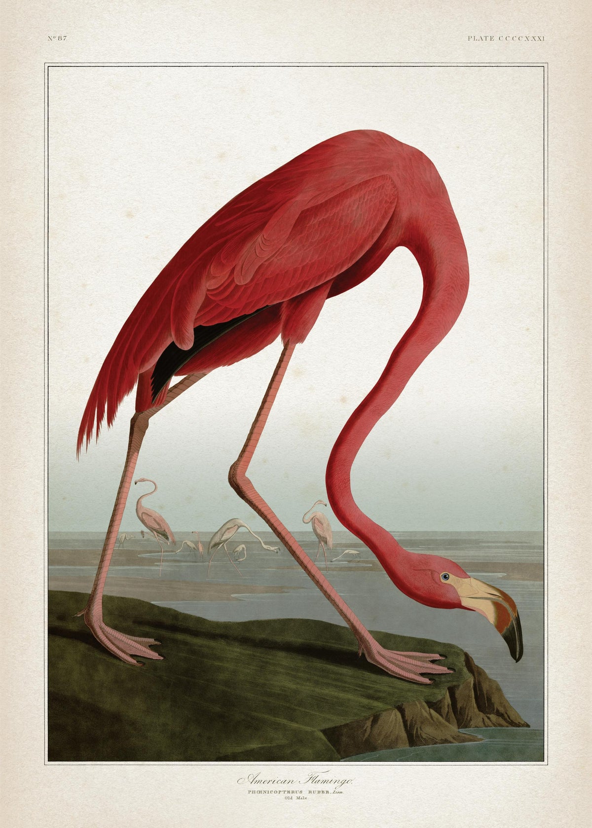 American Flamingo Print