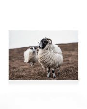 Sheep Canvas print
