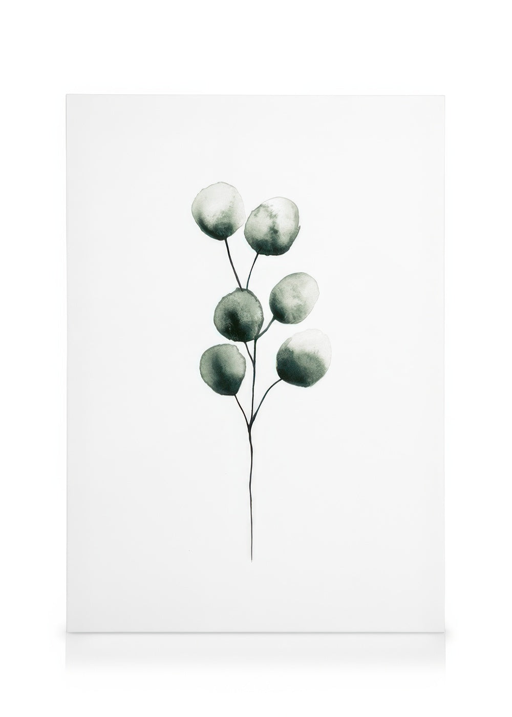Eucalyptus Plant Canvas print