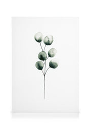 Eucalyptus Plant Canvas print