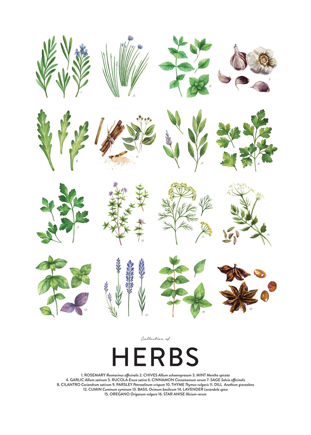 Culinary Herbs, Prints