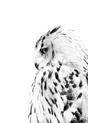 White Owl, Print