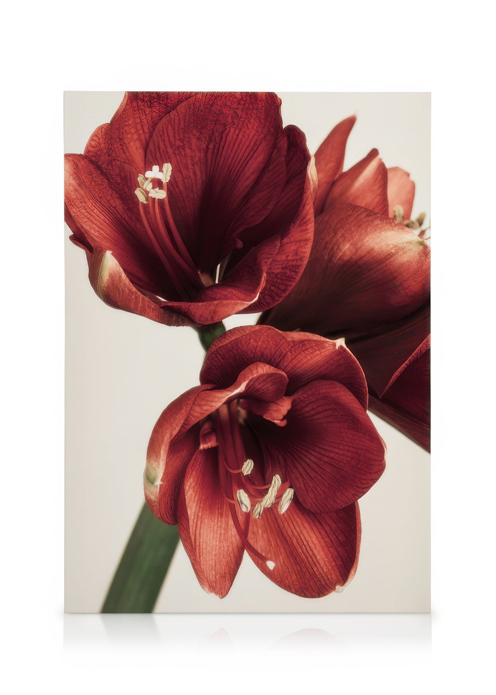 Amaryllis in Red Canvas print