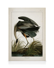 Great Blue Heron Canvas print