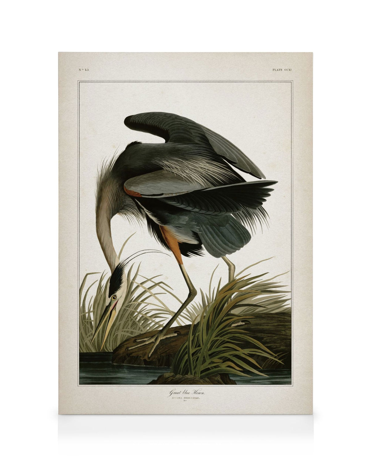 Great Blue Heron Canvas print
