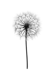 Dandelion, Print