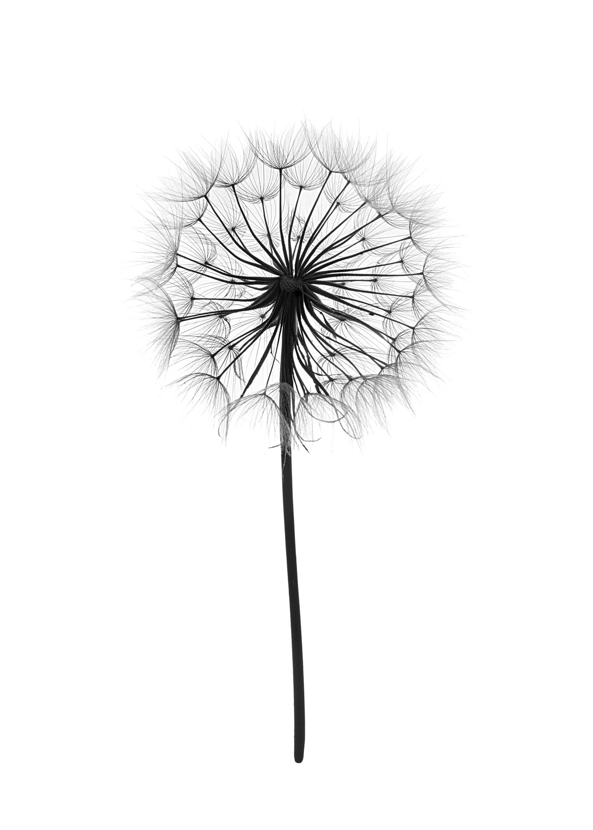 Dandelion, Print