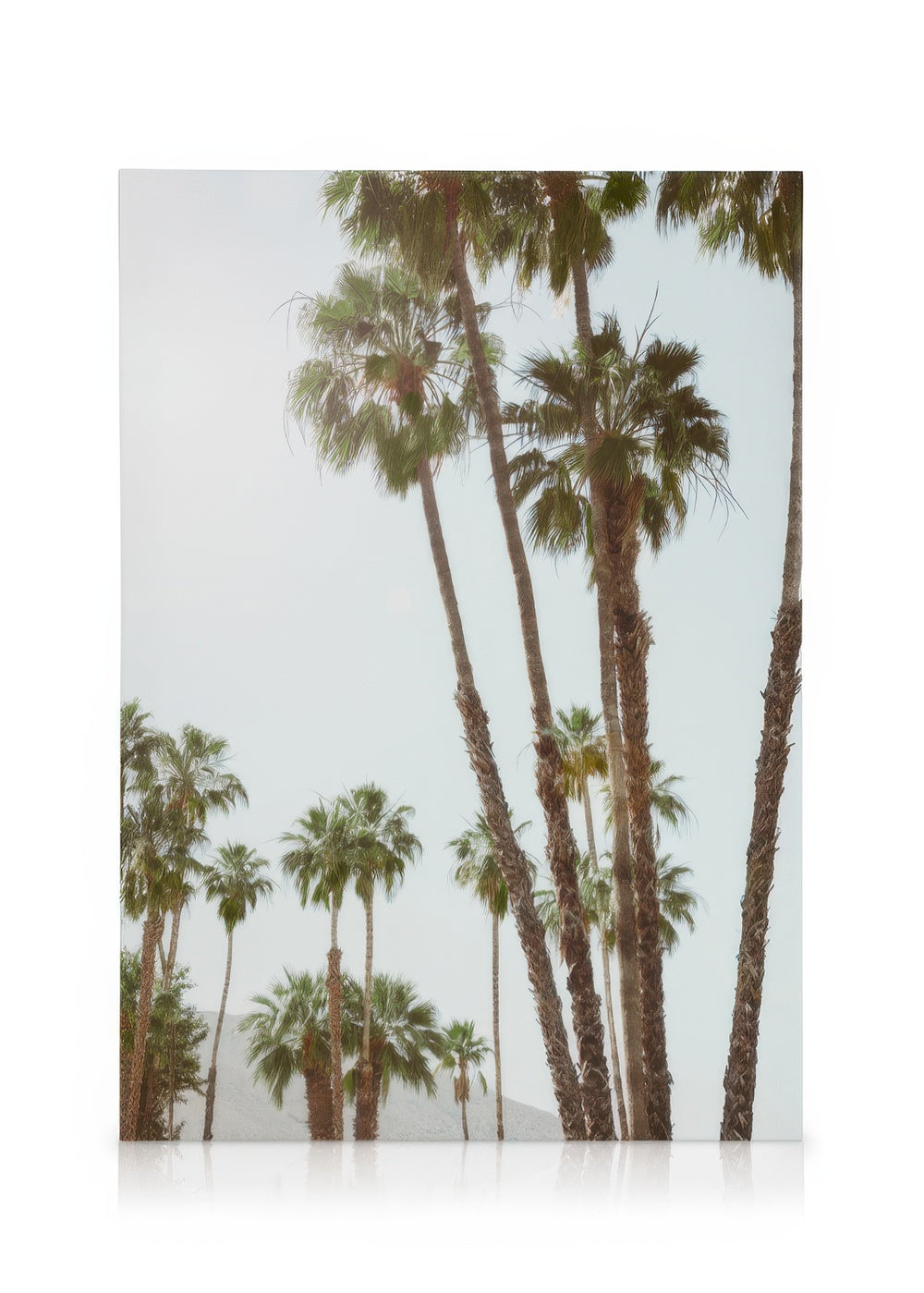 Golden Hour Palms Canvas print