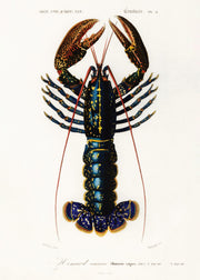 Vintage Lobster Print