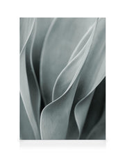 Agave Leaves No3 Canvas print