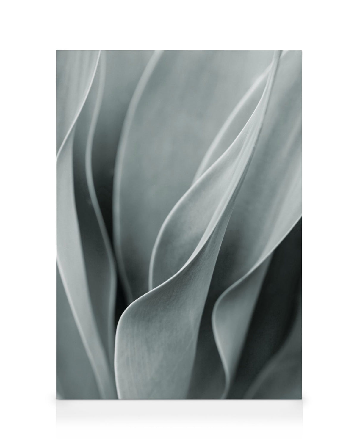 Agave Leaves No3 Canvas print