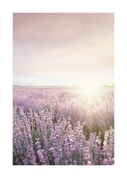 Lavender Field Print