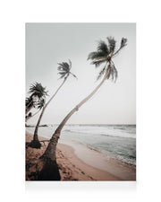 Sri Lanka Palms Canvas print