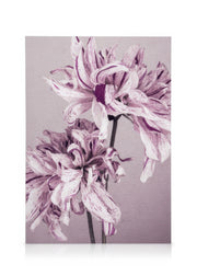 Purple Dahlia No2 Canvas print
