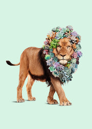 Jonas Loose - Succulent Lion Print